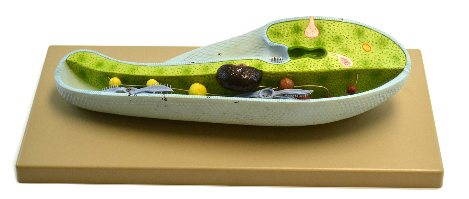 Slipper Animalcule Paramecium Model - Mounted on Base, 18" x 8" - Eisco Labs