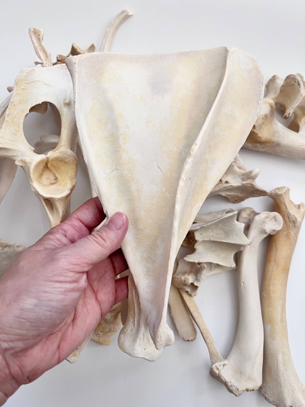 1 Pound Box Assorted Wild Boar Bones 1" - 8" For Bone Crafts