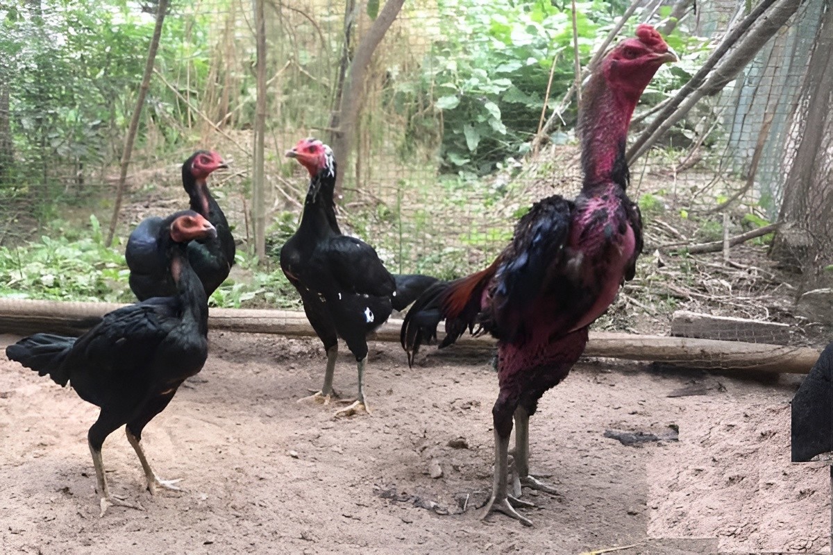 4+1 GANOI hatching EGGS