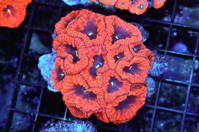 Vampire Blastomussa Colony WYSIWYG - SAQ Coral Farm