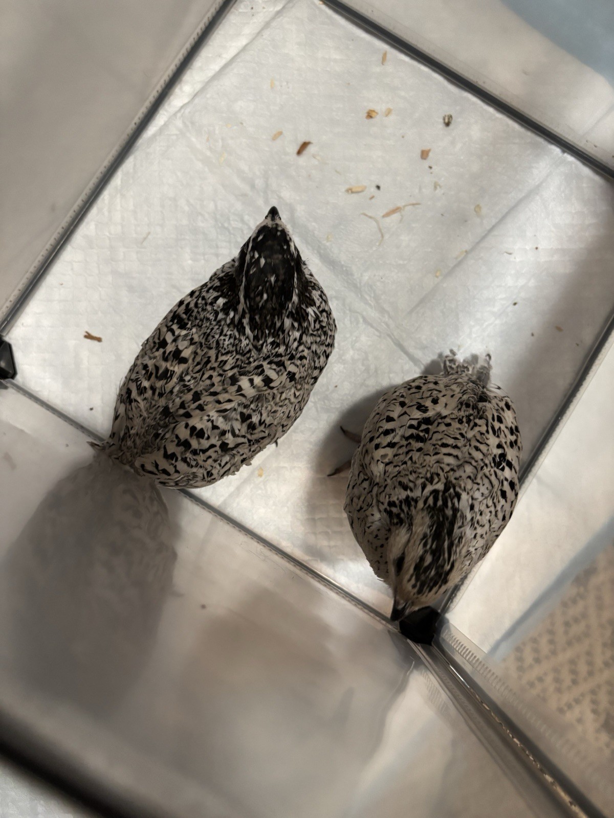 12+ Mixed Bobwhite Hatching Eggs