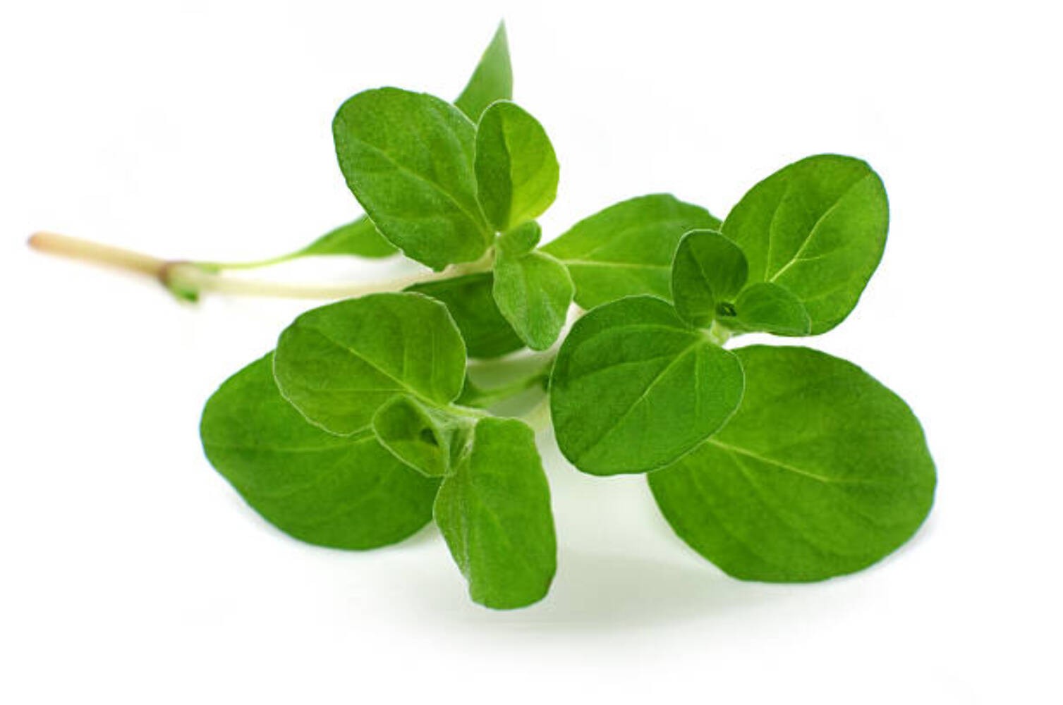 200 SWEET MARJORAM SEEDS | 2026 SALE FREE SHIPPING NON GMO HEIRLOOM