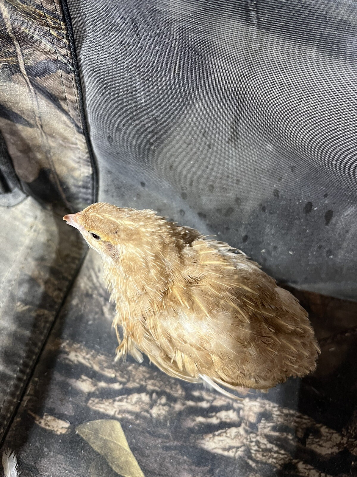 108 Jumbo Quail Hatching Eggs Rare Mix 9 Dozen