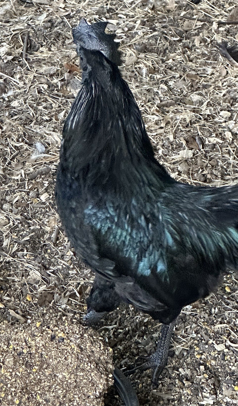 Ayam Cemani Chicken 6 Fertile Hatching Eggs