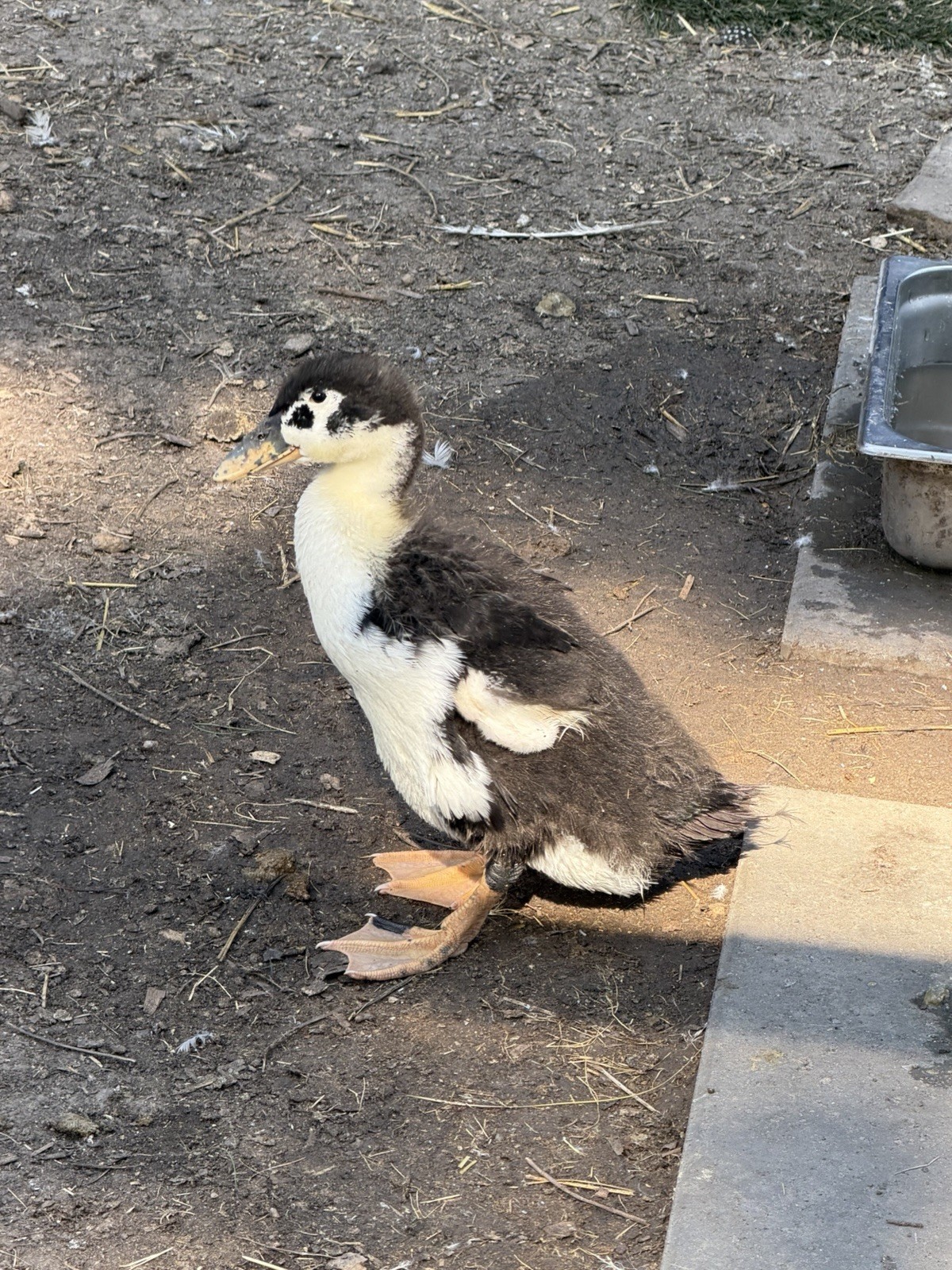 12 Fertile Duck Hatching Eggs - Barnyard Mix
