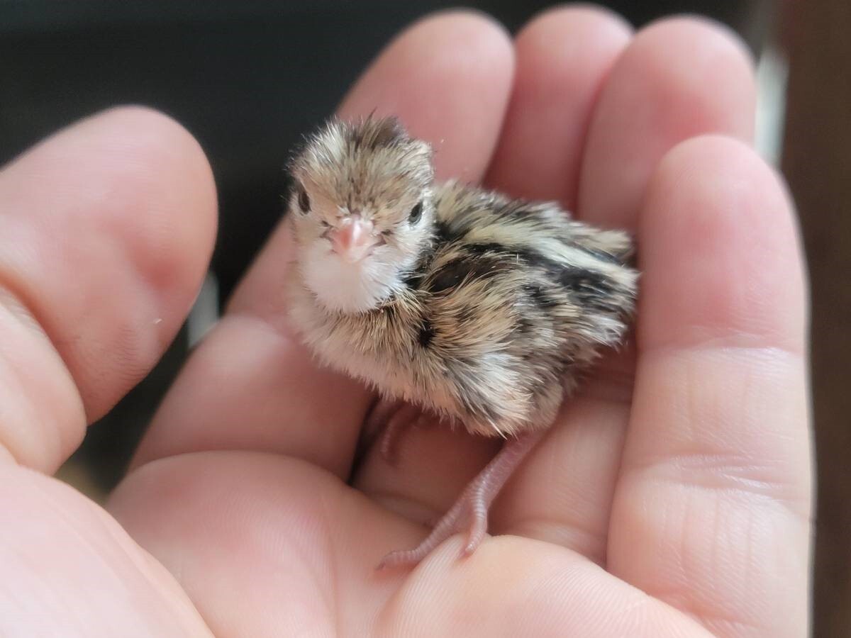 24 Fertile Coturnix Quail Hatching Eggs