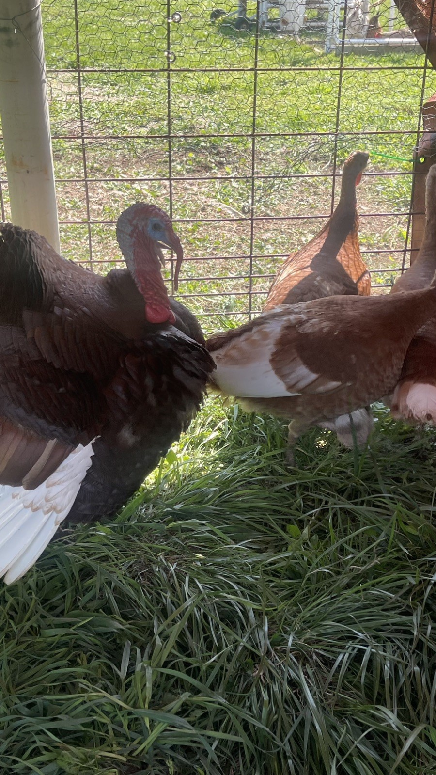 6+ Organically Raised Pure Red Bourbon Turkey Hatching Eggs