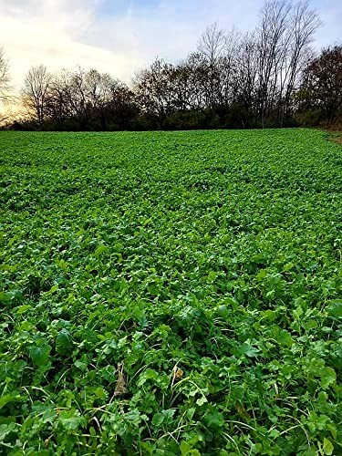 Premium Blend - Select Seed Blends - 5 lb Bag