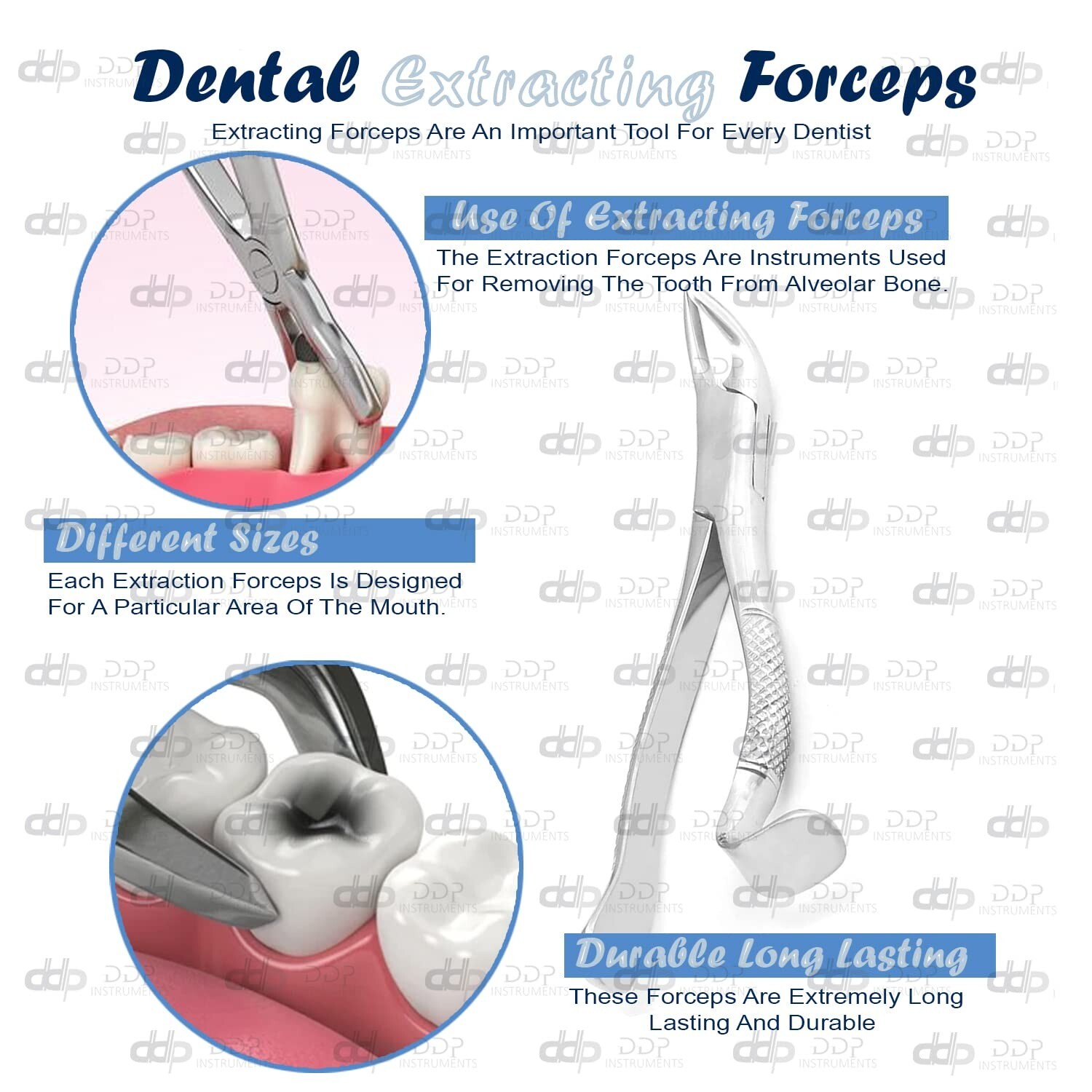 Extracting Forceps# 288 Surgical Dental Instruments