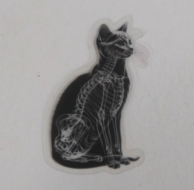 Cat X-Ray Transparent Sticker 2.25" x 2" (AT)