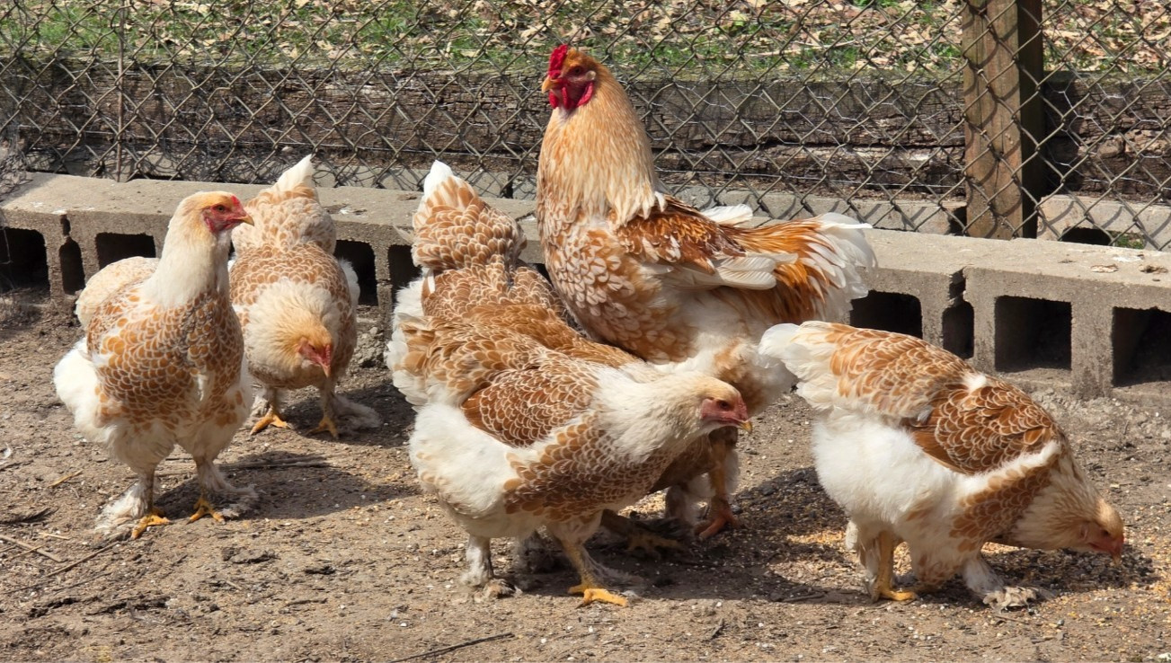 6 NPIP AI CLEAN BUFF LACED BRAHMA HATCHING EGGS ●GIANT SIZE!●