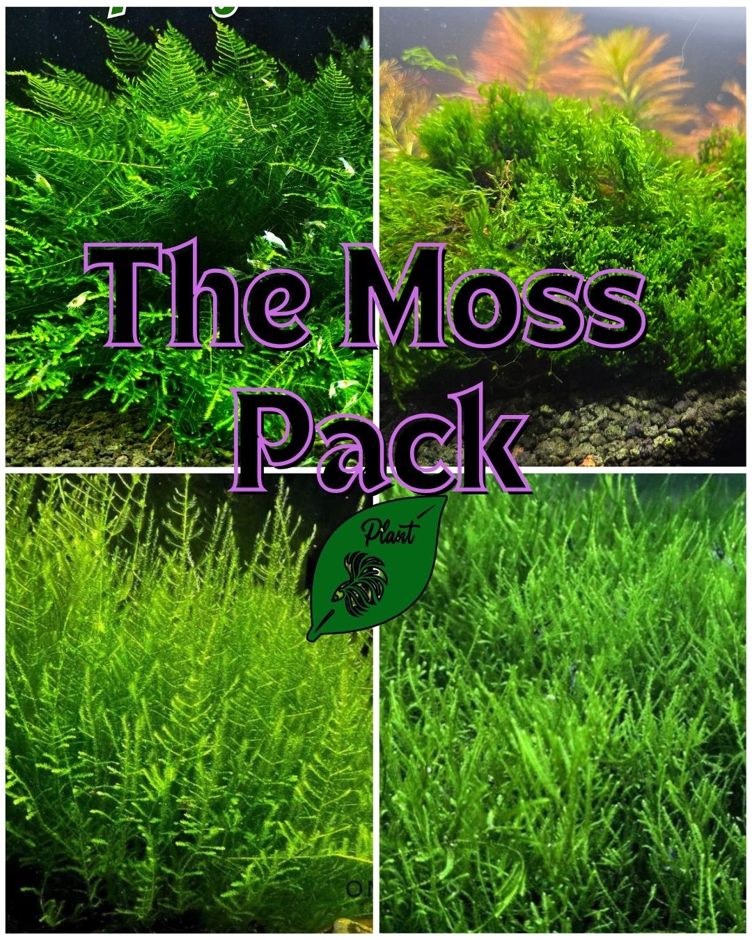 The Moss Pack - Live Aquatic Freshwater Moss Shrimp Fish Carpeting Plants