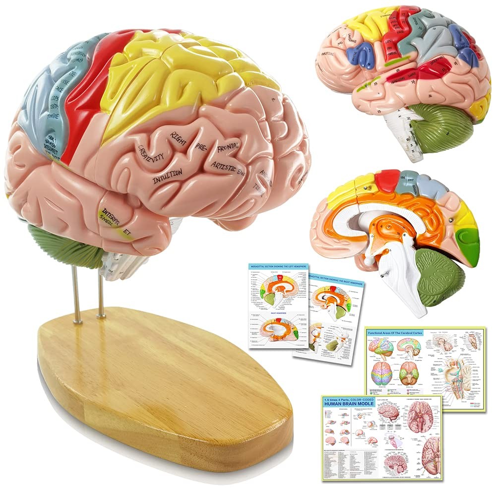 Hadwyn 2025 Human Brain Model For Neuroscience Teaching Labels 1.5 Times Life