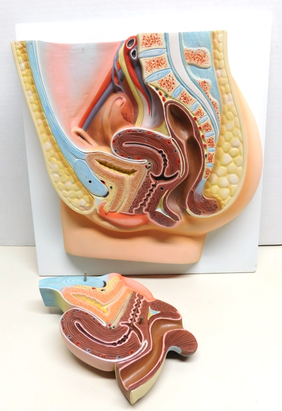 Section of 1:1 Female Pelvis Medical Anatomy Model Reproductive System #4076650