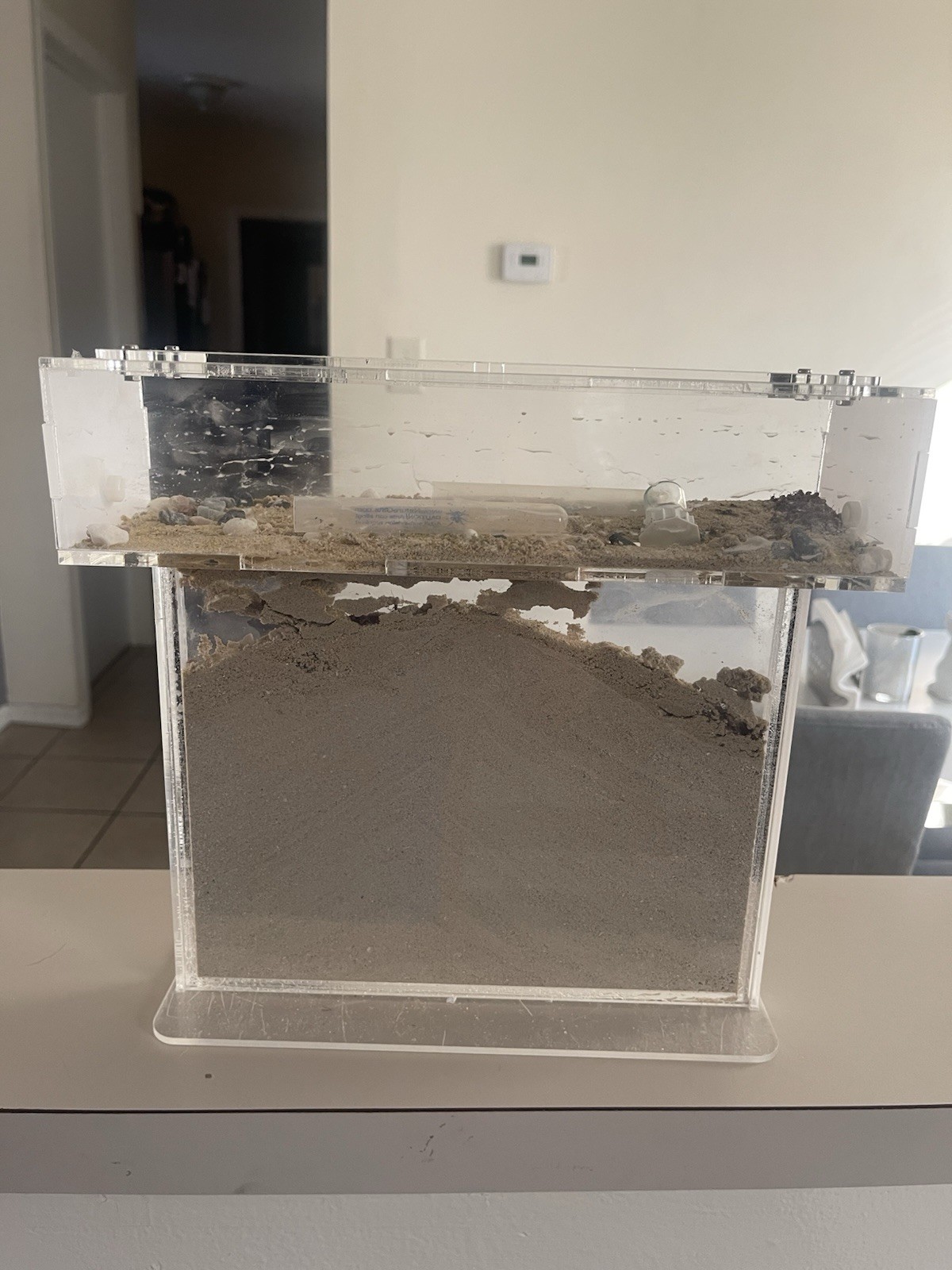Ant House