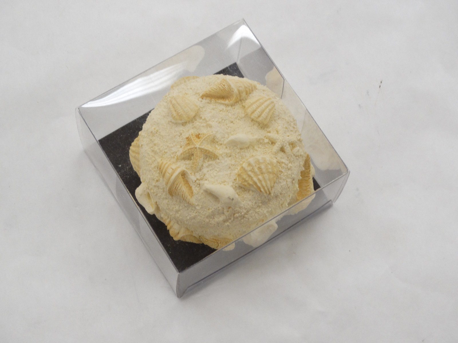2 1/4" Diameter Composite Seashell Decorative Trinket Box