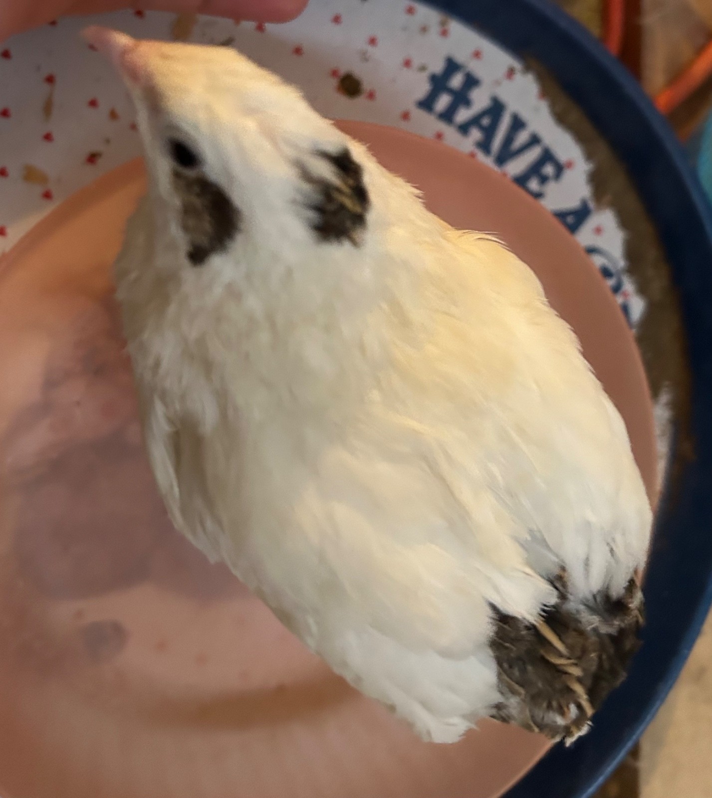 30+ Assorted Coturnix Quail Hatching Eggs - Ships FREE