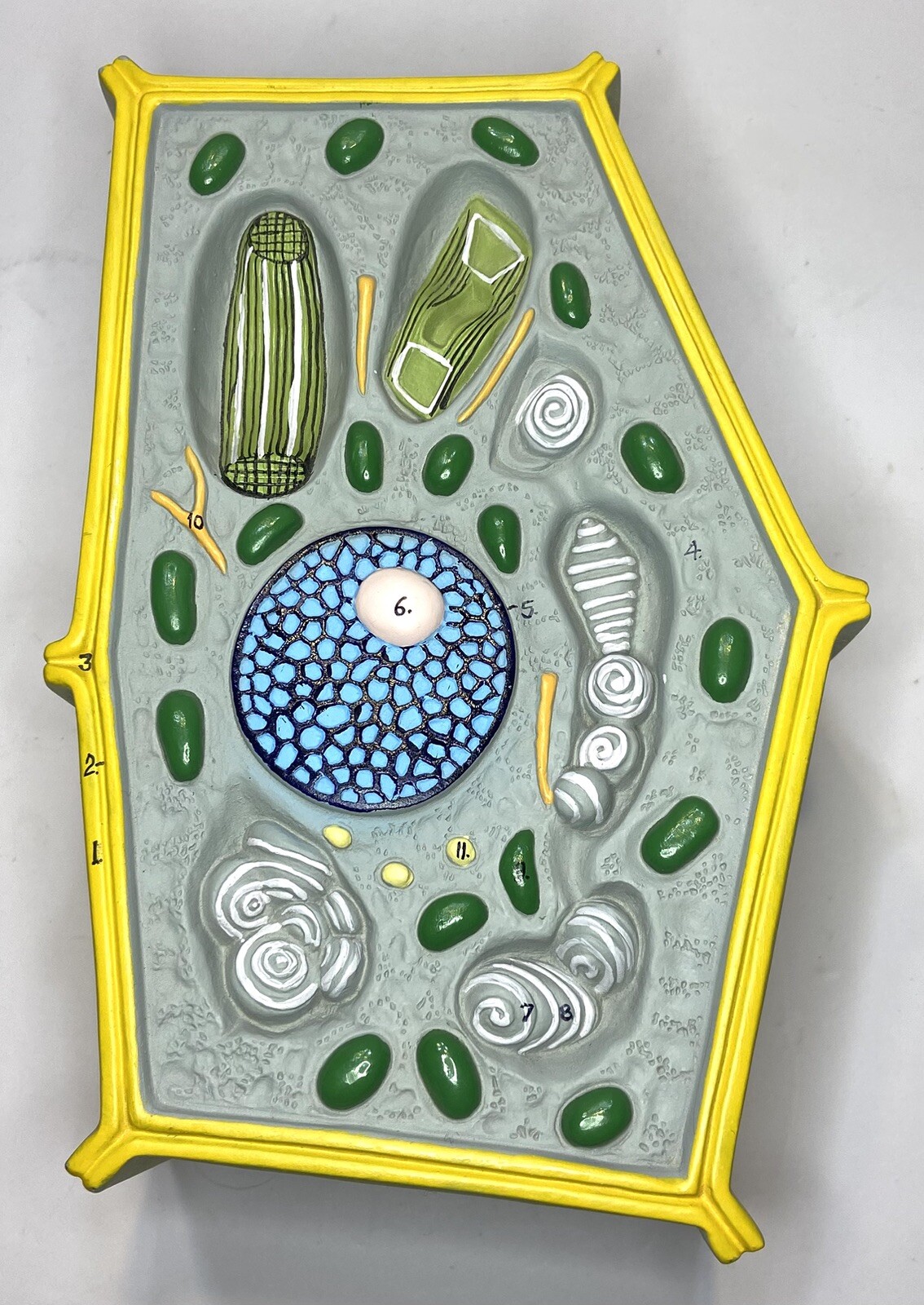 Plant Cell Model Free Standing 50 million times enlarged 9.5”x6.25” X 3.75” READ