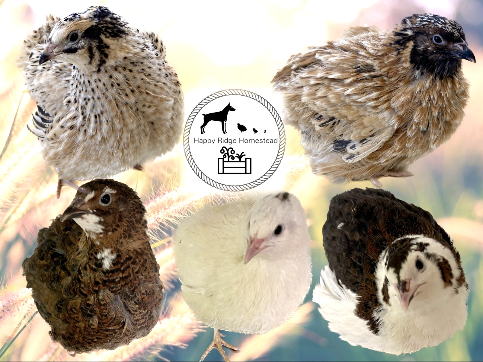 60 Jumbo Fawn (Italian/Manchurian) & Celadon Quail Hatching Eggs-UPS 2nd Day Air