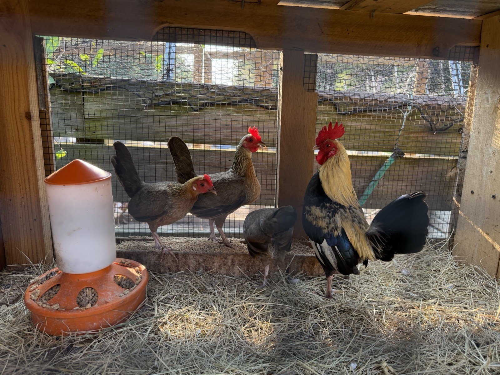 5  Old English Bantam Hatching Eggs-Pure-bred
