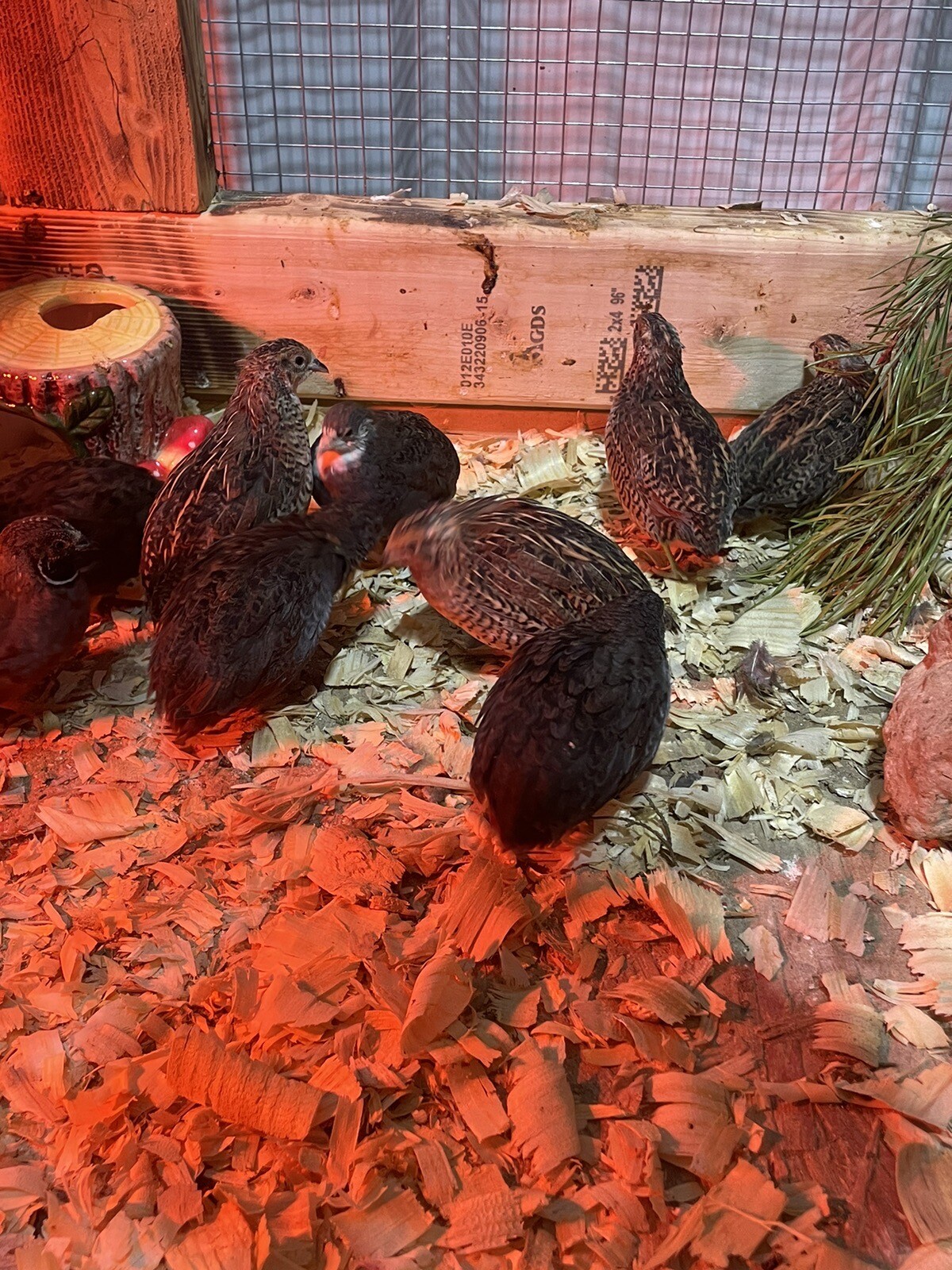 24 Fertile Button Quail Hatching Eggs