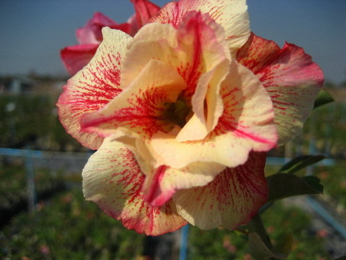Adenium Obesum "Luang lai" fresh 100 seeds RARE!