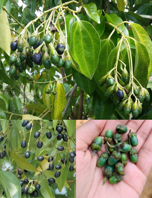 Ceylon Cinnamon Seeds [ 20 seeds ] Cinnamomum Zeylanicum