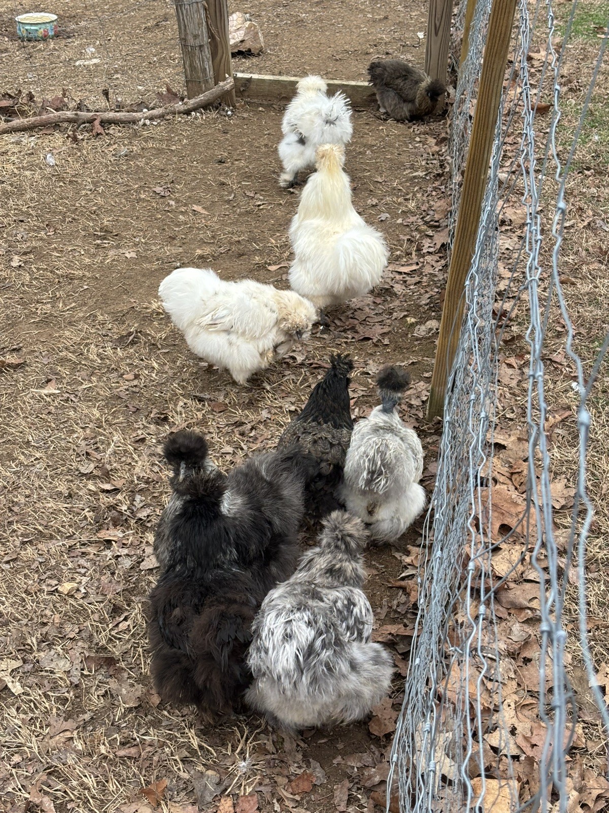 24 Bearded Silkie Hatching Eggs
