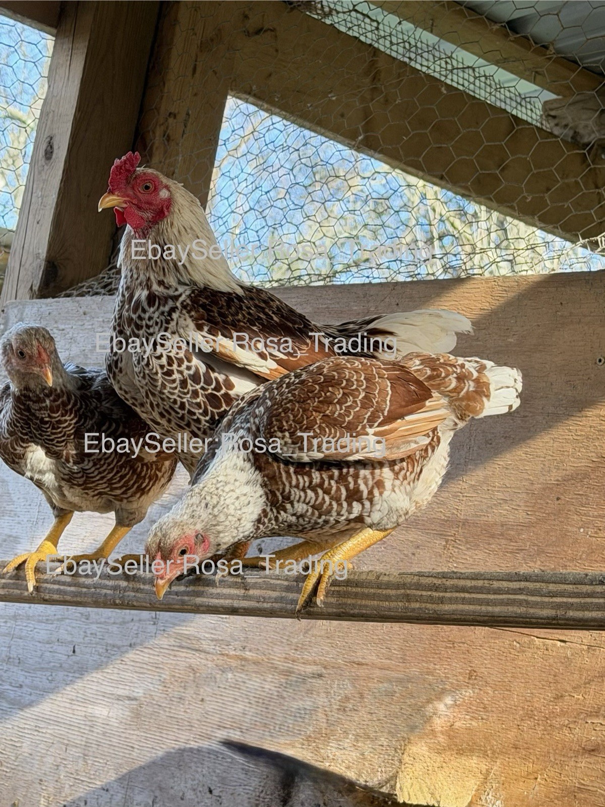 Red white Laced Cornish Bantam Hatching Eggs 10 Pcs