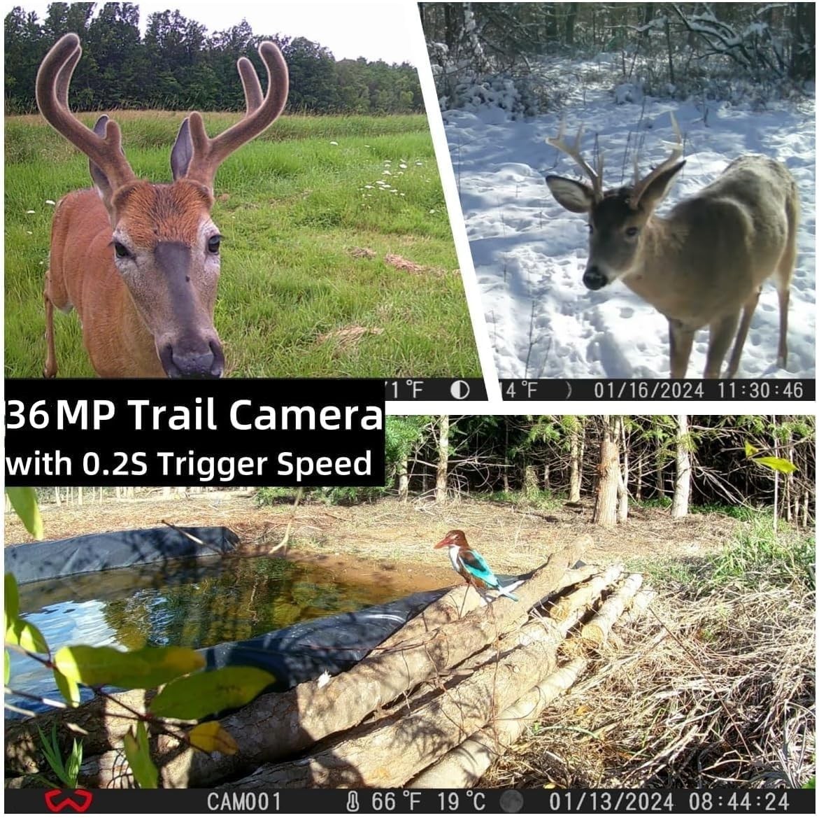 Trail Camera 3 Pack 36MP 1920P HD Game Camera with SD Cards, 0.2S Trigger Time I