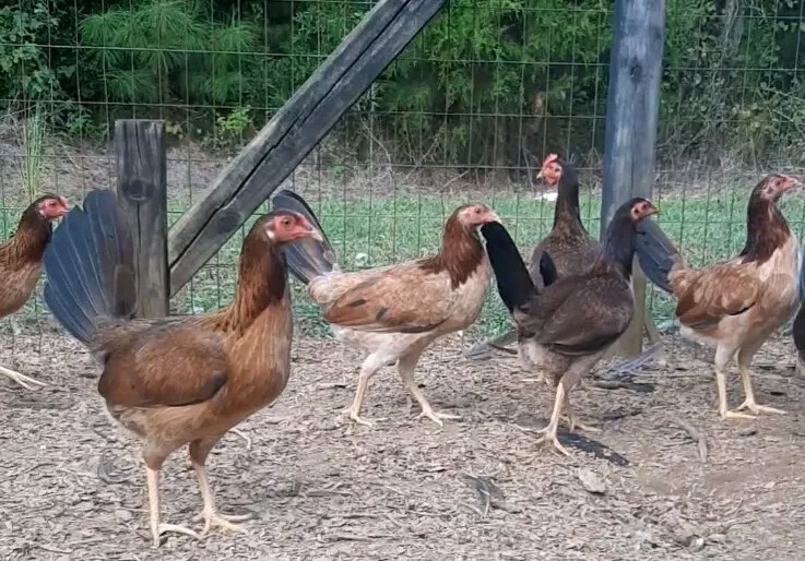 12 Chicken Hatching Eggs