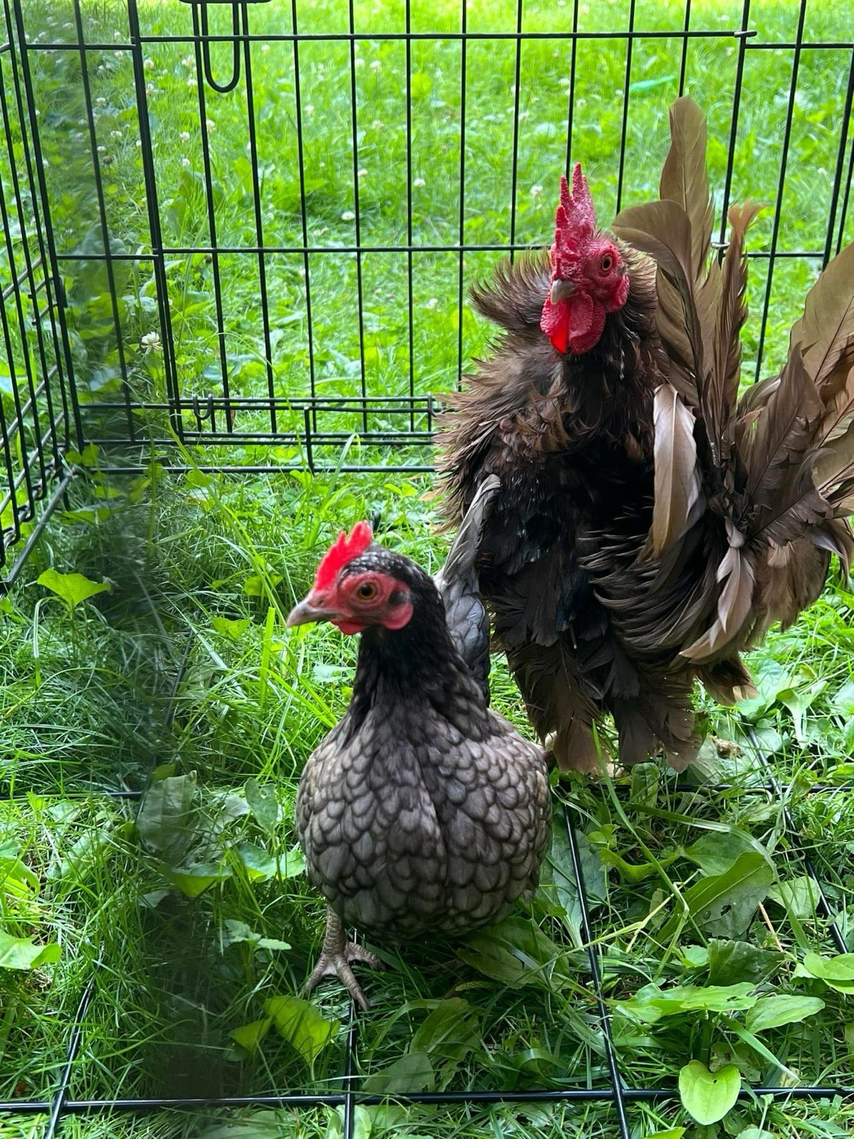 6+ Fertile Serama Chicken Hatching Eggs - FRIZZLE!
