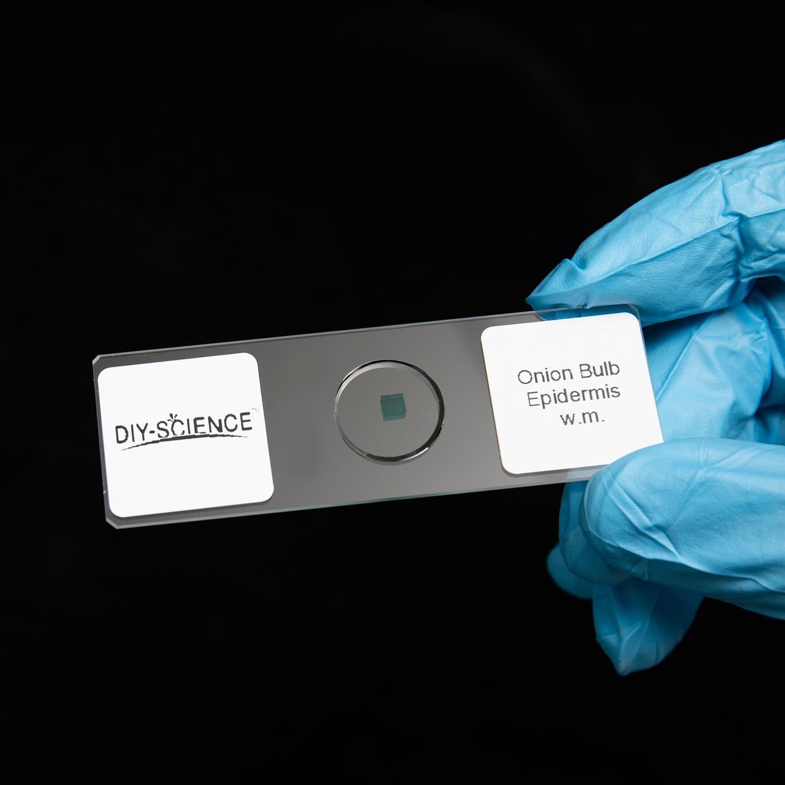 Typical Animals and Plants Cells Microscope Slides, Amphiuma Liver, Human Ora...