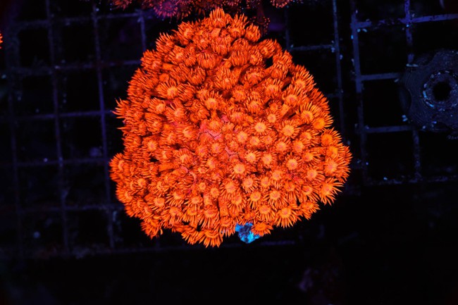 ULTRA Red Goniopora Coral Colony WYSIWYG - SAQ Coral Farm