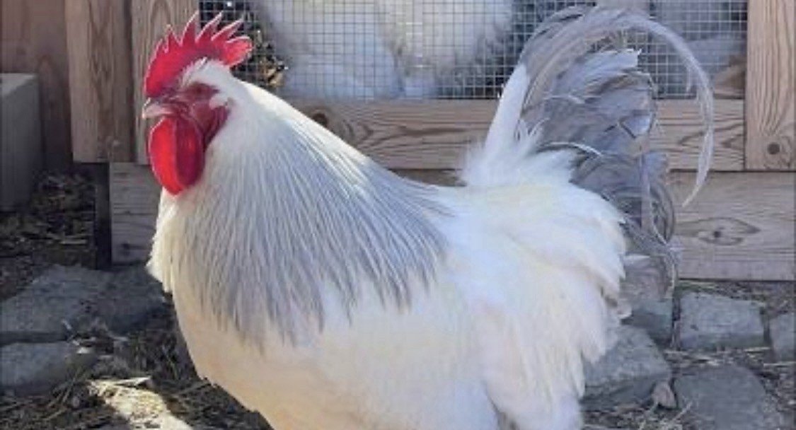 Coronation Sussex Chicken Eggs ~Rare~