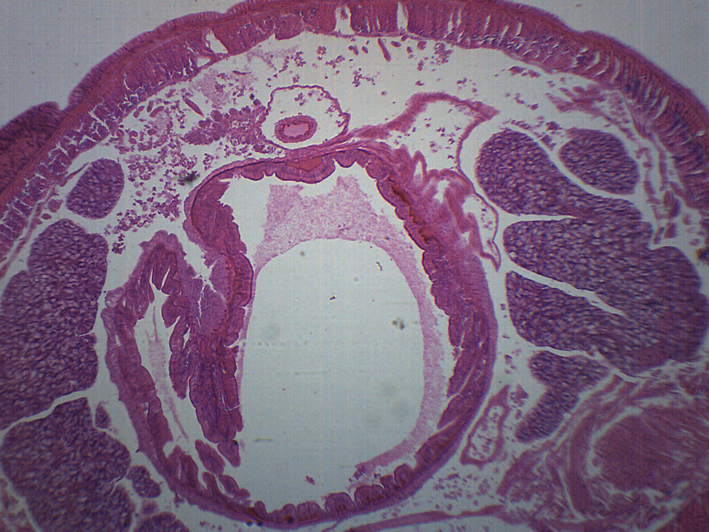 Earthworm - Prepared Microscope Slide - 75x25mm - Eisco Labs