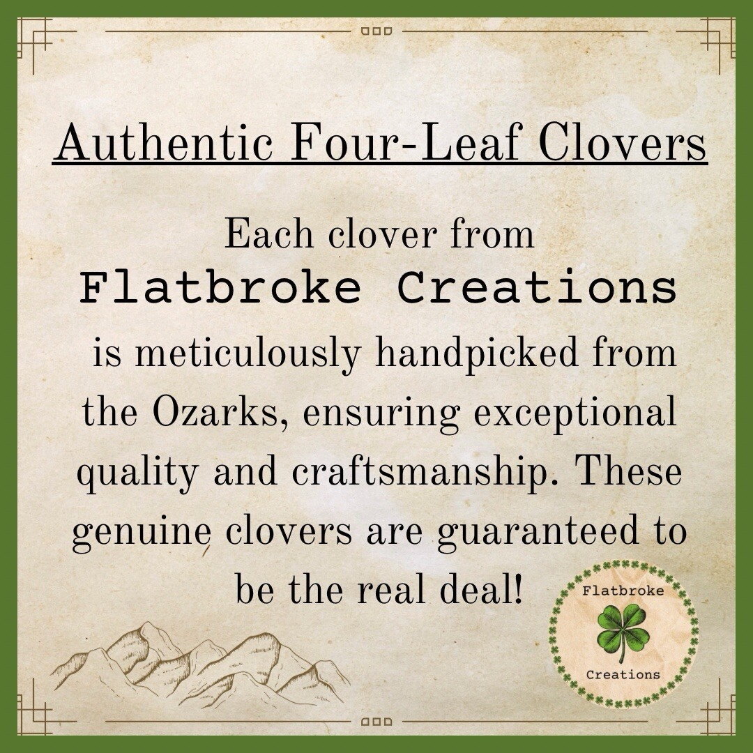 🍀Real Laminated Four Leaf Clover🍀 Shamrock