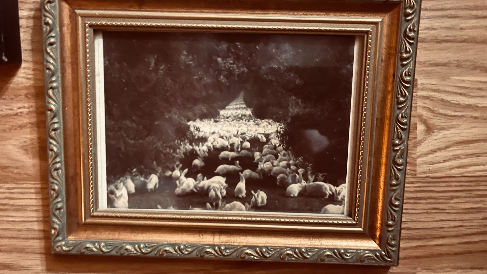 Magicians Rabbits vintage photo..  Professionally Framed