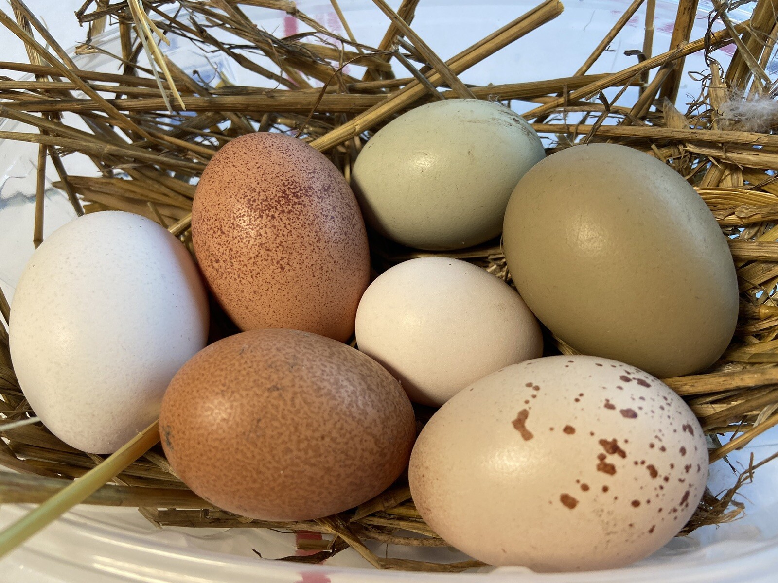 12 Fresh and Fertilized Barnyard Mix Rainbow Assortment Chicken Hatching Eggs!
