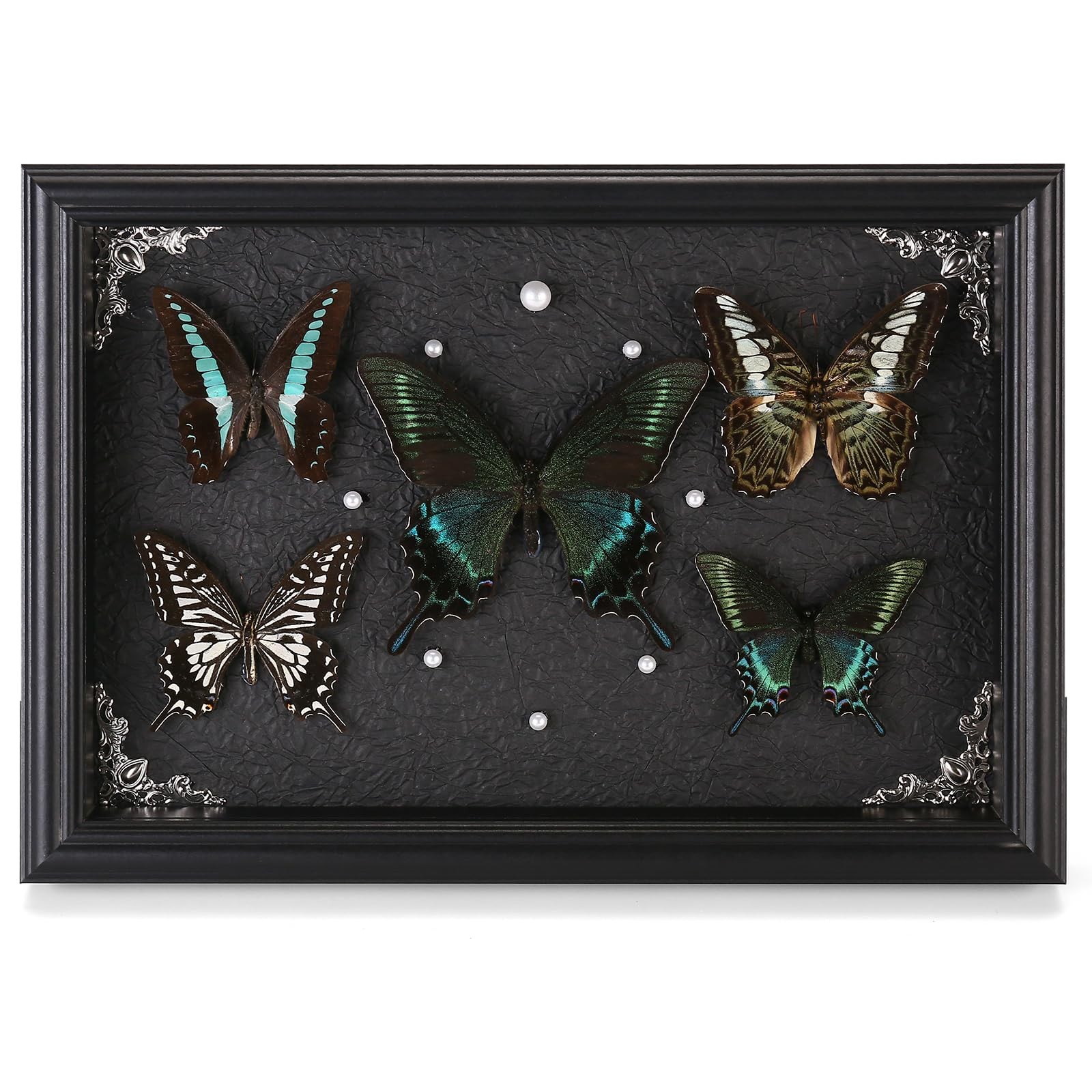 Real Framed Butterfly Taxidermy Collection - Set of 5 in Shadow Box Display -...