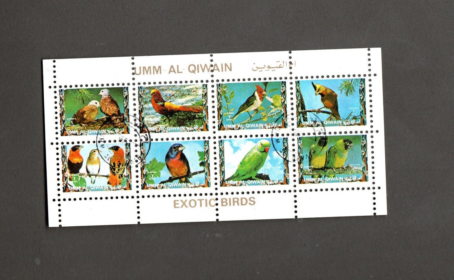 UMM AL QIWAN EXOTIC BIRDS
