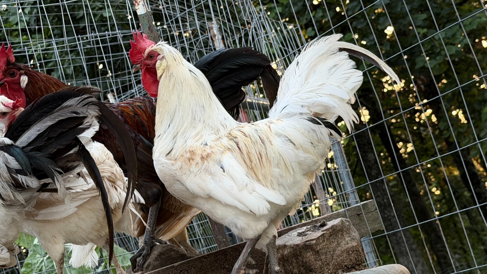 5+ Icelandic Hatching Fertile Hatching Eggs!