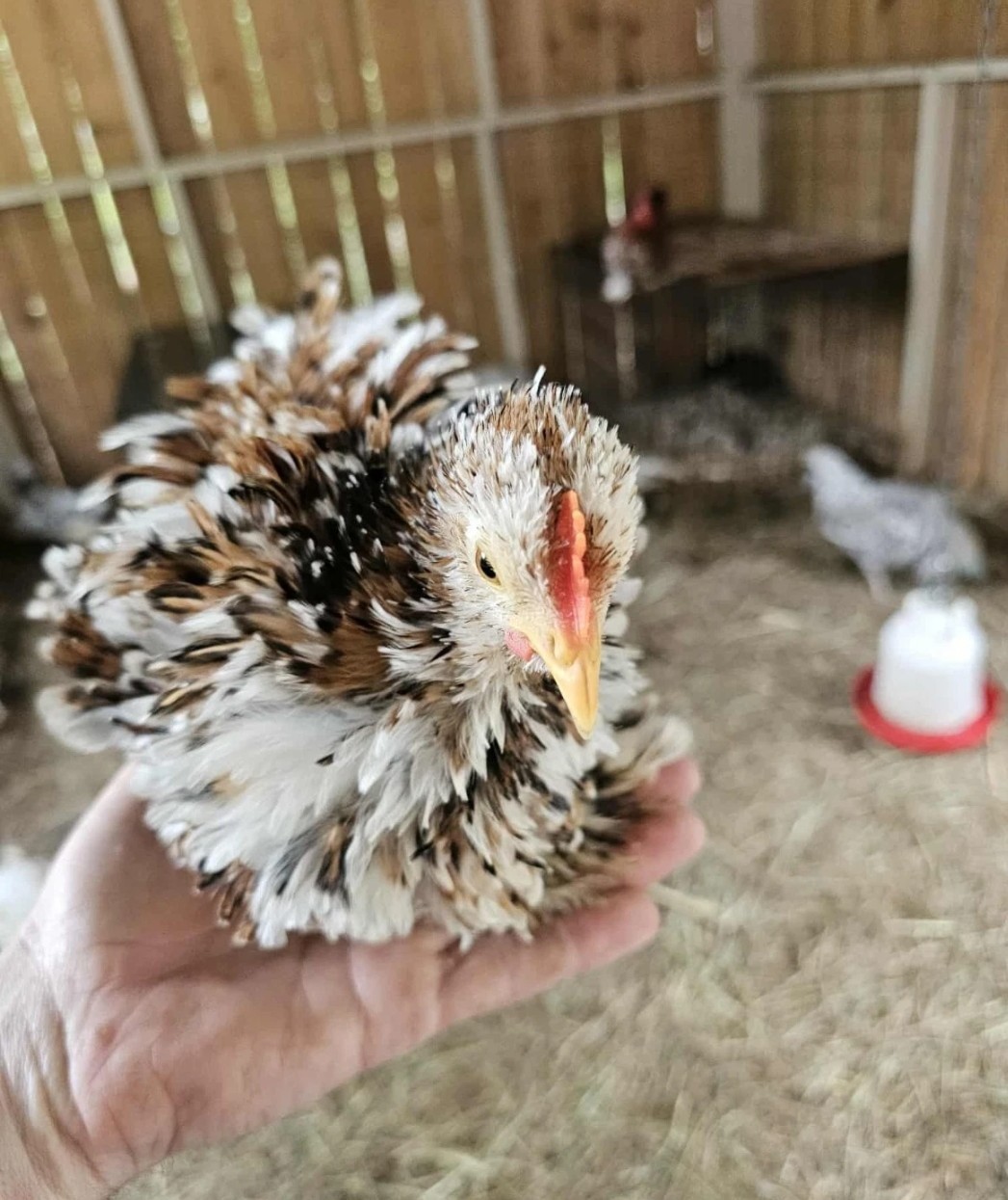 Surprise Hatching Eggs. Rare Breeds Full Blooded 12 Eggs.