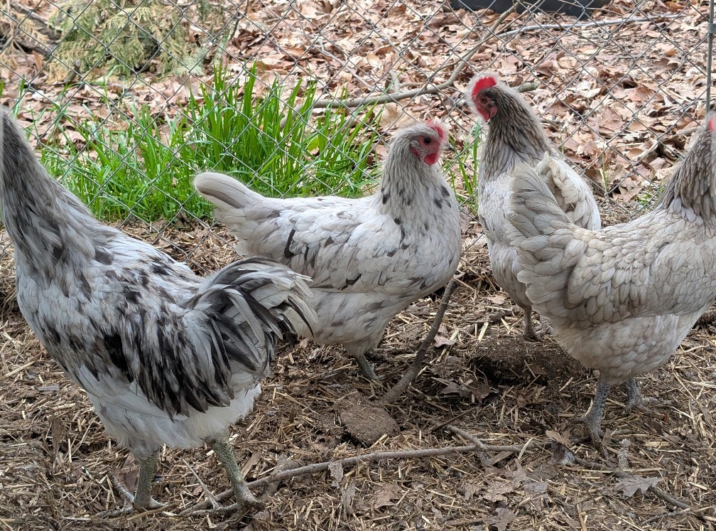 12 Splash Jersey Giant Hatching Eggs, Blue, Splash