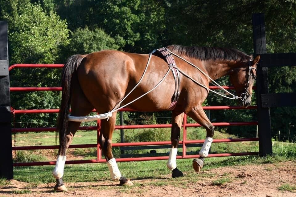 Leaders NEW Horse Equine Lunging Training System Lungeing Aid - Pessoa based