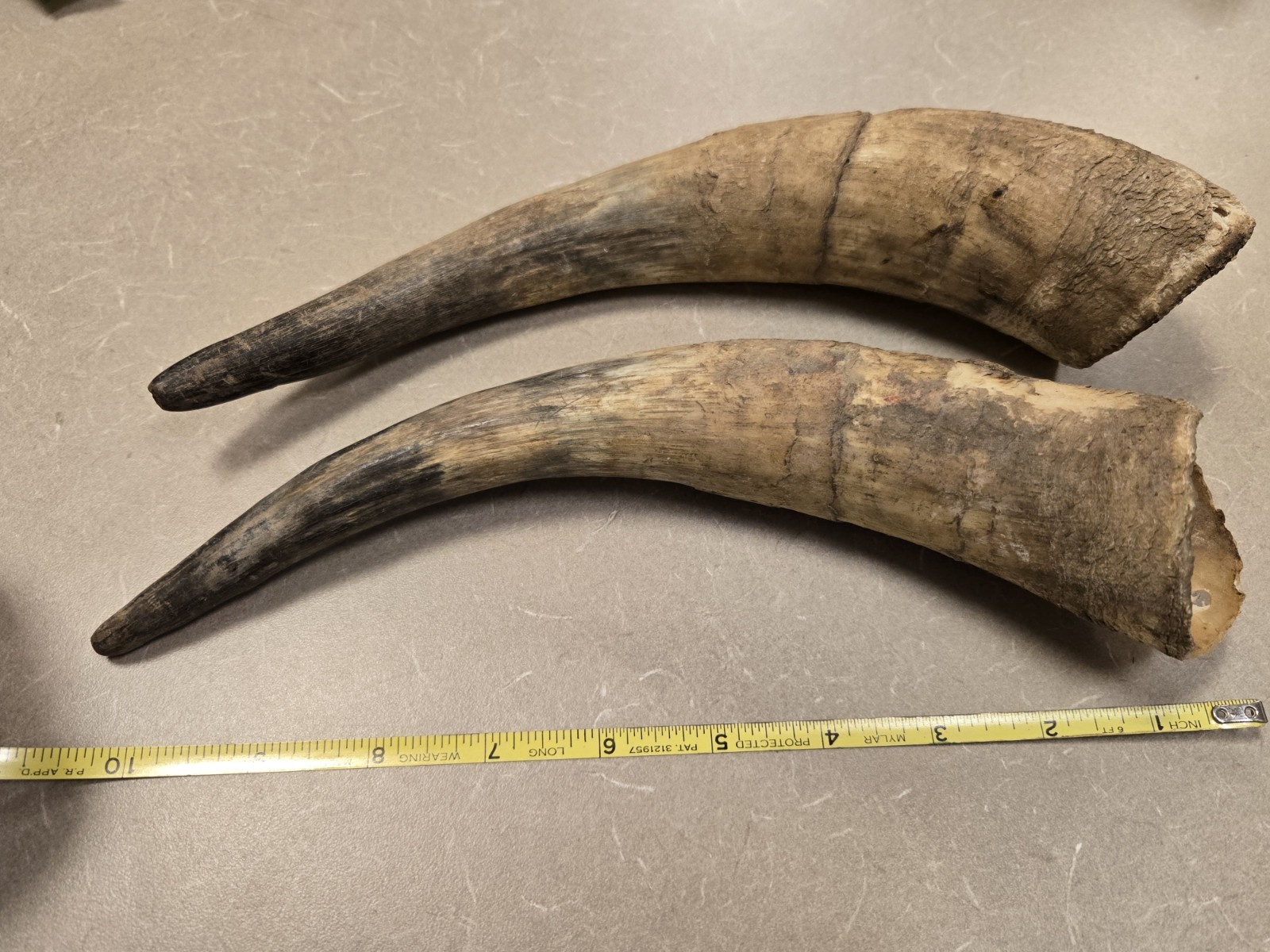 Lot Unfinished Muzzleloader Black Powder Horns