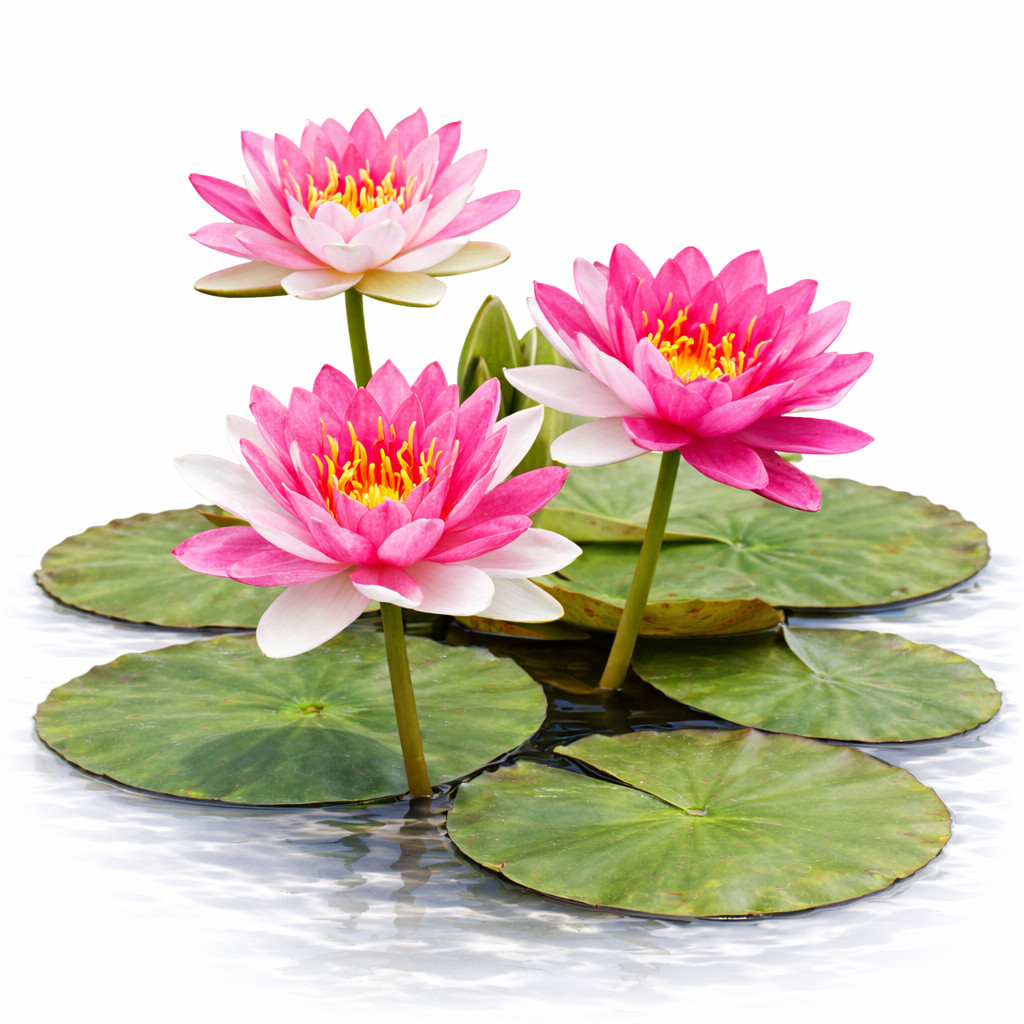 Nymphaea Jakkaphong | Aquarium Plants Factory®