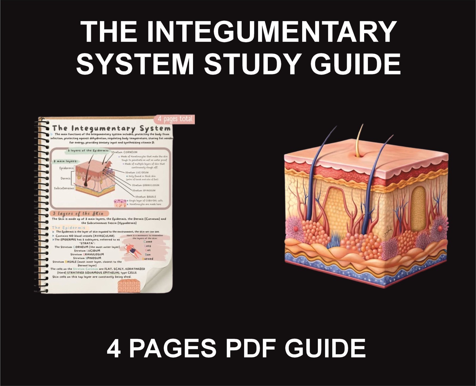 The Integumentary System Study Guide, PDF