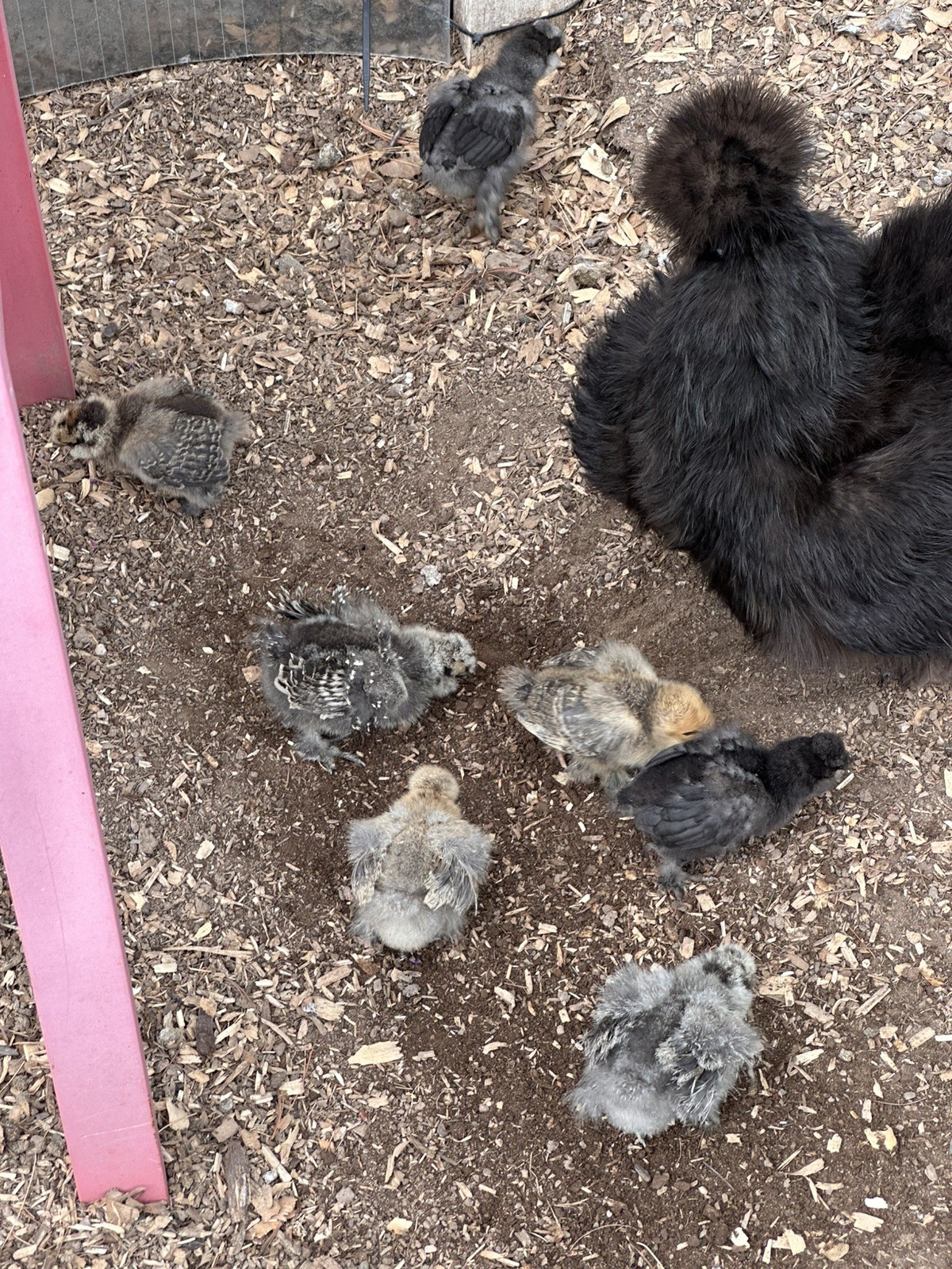 Silkie Hatching Eggs- breeder/show quality