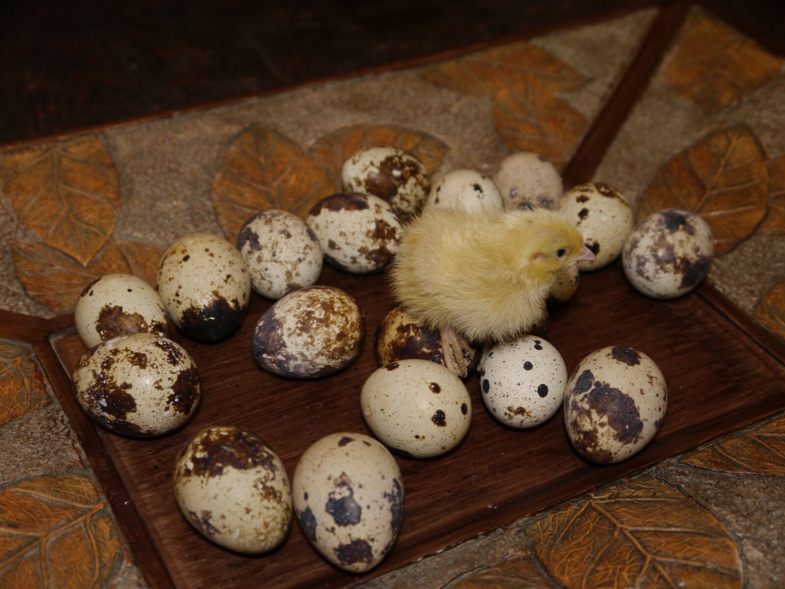 115+ Jumbo White X Texas A&M coturnix Quail Hatching eggs-Free Shipping!